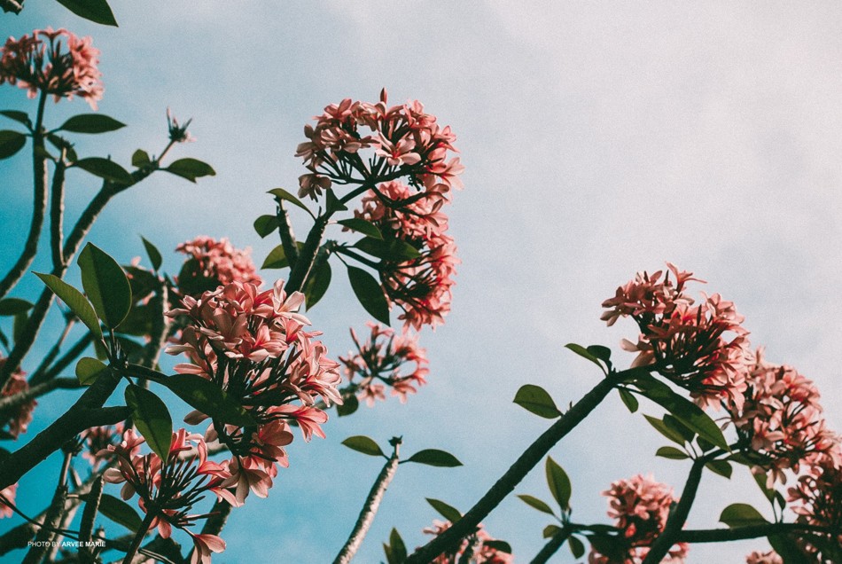 film looks presets lightroom