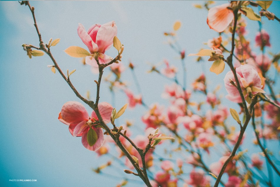 film emulation presets lightroom